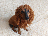 Pet Lion Costume - Halloween Costume Lion Sweater and Hat - Dachshund Lion Set for Dog Photo Shoot-Halloween dog costume for small dog Lion