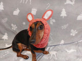 Rabbit snood hat for dog hare