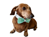 Bow collar for dachshund or small dog - dachshundknit