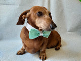 Bow collar for dachshund or small dog - dachshundknit