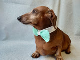 Bow collar for dachshund or small dog - dachshundknit