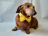 Bow collar for dachshund or small dog - dachshundknit