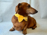 Bow collar for dachshund or small dog - dachshundknit