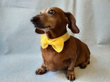 Bow collar for dachshund or small dog - dachshundknit