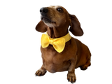 Bow collar for dachshund or small dog - dachshundknit