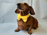 Bow collar for dachshund or small dog - dachshundknit