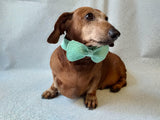 Bow collar for dachshund or small dog - dachshundknit