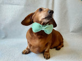Bow collar for dachshund or small dog - dachshundknit