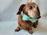 Bow collar for dachshund or small dog - dachshundknit