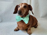 Bow collar for dachshund or small dog - dachshundknit