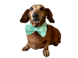 Bow collar for dachshund or small dog - dachshundknit