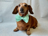 Bow collar for dachshund or small dog - dachshundknit