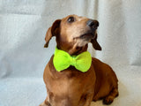Knitted dachshund collar bow tie
