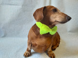 Knitted dachshund collar bow tie