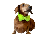 Knitted dachshund collar bow tie