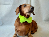 Knitted dachshund collar bow tie