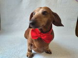Knitted dachshund collar bow tie