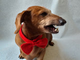 Knitted dachshund collar bow tie