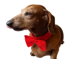 Knitted dachshund collar bow tie