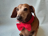 Knitted dachshund collar bow tie