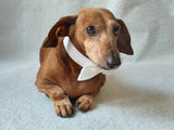 Knitted dachshund collar bow tie