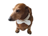 Knitted dachshund collar bow tie