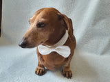 Knitted dachshund collar bow tie