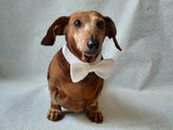 Knitted dachshund collar bow tie