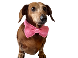Knitted dachshund collar bow tie