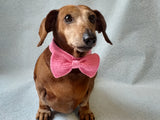 Knitted dachshund collar bow tie
