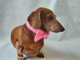 Knitted dachshund collar bow tie