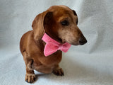Knitted dachshund collar bow tie