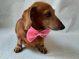 Knitted dachshund collar bow tie
