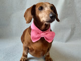 Knitted dachshund collar bow tie