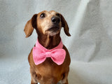 Knitted dachshund collar bow tie