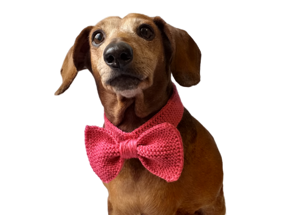 Crochet bow discount tie for dogs
