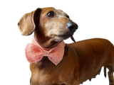 Knitted dog collar bow tie