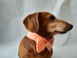 Knitted dog collar bow tie