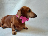 Bow collar for dog or cat - dachshundknit