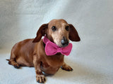 Bow collar for dog or cat - dachshundknit