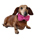 Bow collar for dog or cat - dachshundknit