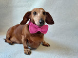 Bow collar for dog or cat - dachshundknit