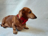 Bow collar for dog or cat - dachshundknit