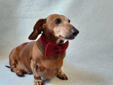 Bow collar for dog or cat - dachshundknit