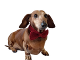 Bow collar for dog or cat - dachshundknit