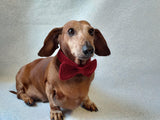 Bow collar for dog or cat - dachshundknit