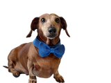 Bow collar for dog or cat - dachshundknit