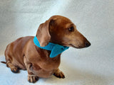 Bow collar for dog or cat - dachshundknit