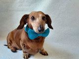 Bow collar for dog or cat - dachshundknit