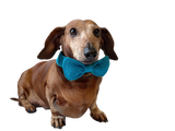 Bow collar for dog or cat - dachshundknit